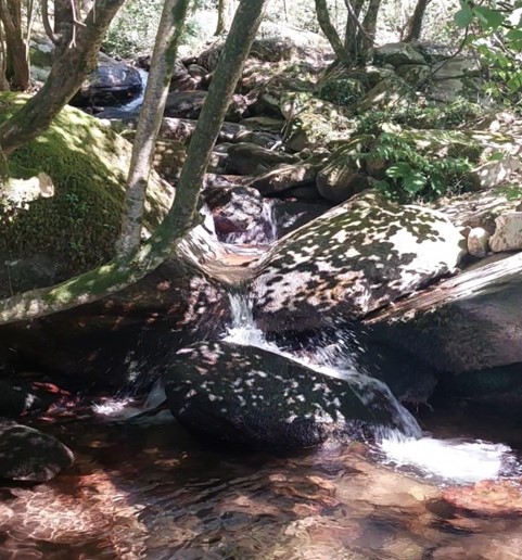 small waterfall in the woods